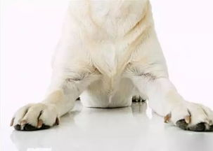 狗狗指甲长是有很多安全隐患的,剪指甲只需要注意这几点儿
