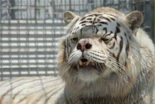 狮虎交配生下的丑陋 巨婴 ,体重可达800斤,但却不是新物种 