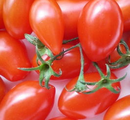 圣女果和番茄的区别 小西红柿就是圣女果吗