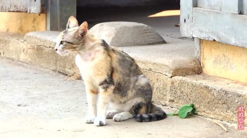 可怜的猫守在门口不走,给食物也不吃,只有一个目的求收留 