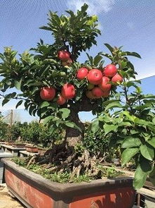 盆栽苹果怎么种 