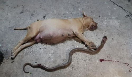 泰国狗狗为保护主人与眼镜蛇殊死搏斗,死时肚里还有10只狗宝宝
