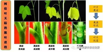 高中生物 为什么脱落酸可以减少棉铃在未成熟前的大量脱落