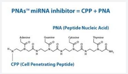 荧光标记肽核酸 PNA 定制技术