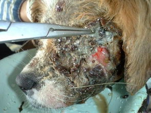 狗狗得了真菌感染的皮肤病怎么办 
