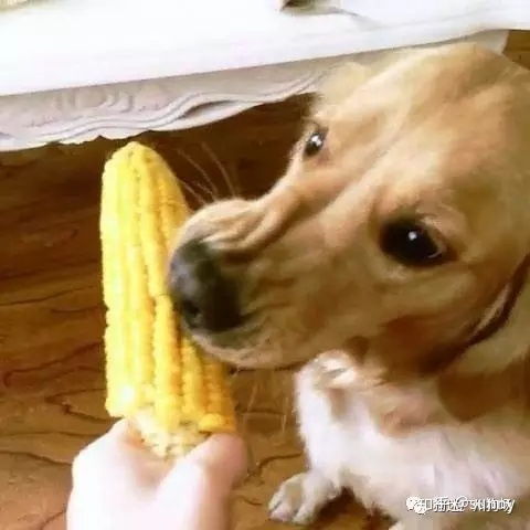 哪些食物是不能喂狗的 