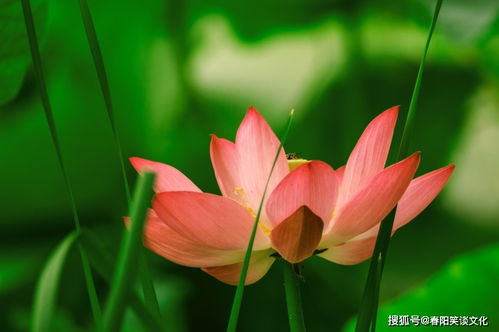 10月末,桃花盛开,遇见爱情的4大星座 人长久,共婵娟