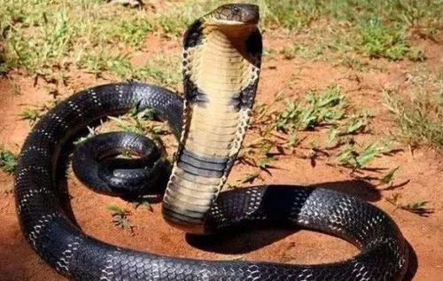 农村菜花蛇是一种常见的无毒蛇,为啥老农说菜花蛇不怕眼镜王蛇呢