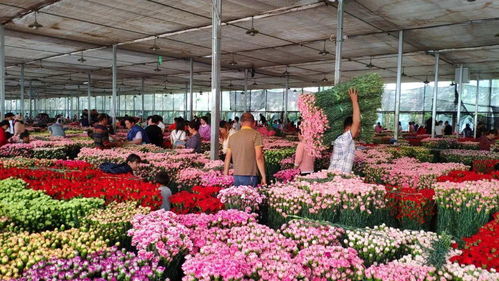 附近批发花卉去哪里拿货 江苏省最大的花卉批发市场在哪里