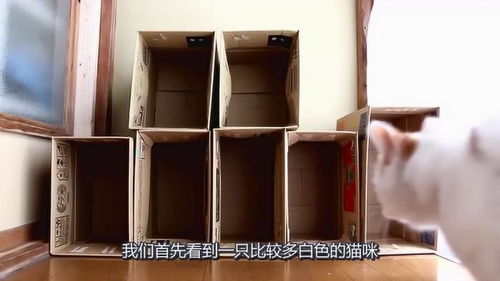 主人用纸盒给猫咪做的窝,其中一只怎么都进不去,该减肥了 
