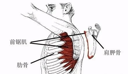 前锯肌翼状肩胛 文章阅读中心 急不急图文 Jpjww Com