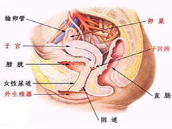女性生殖器肿了骨头高高凸起这个下阴都疼痛怎么回事