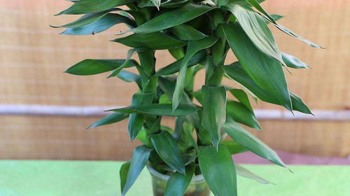 盆栽富贵竹的养殖方法？