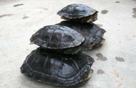 广东草龟养殖管理的方法