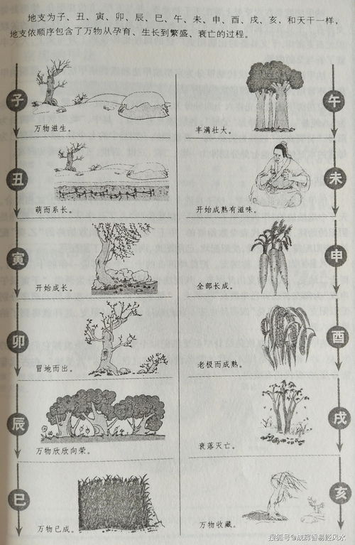 天干地支背(天干地支背诵口诀24个字带拼音)