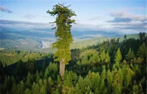 世界上最高的树,5年可长高10米,比美国巨杉树高出几十米