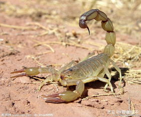 蝎子养殖人工养蝎子如何分辨公蝎子和母蝎子