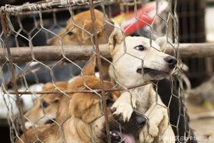 韩国首尔百人集会呼吁停食狗肉 ,关闭屠宰场
