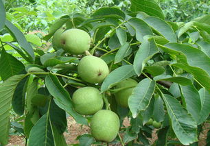 核桃树适合种植在什么土壤里 