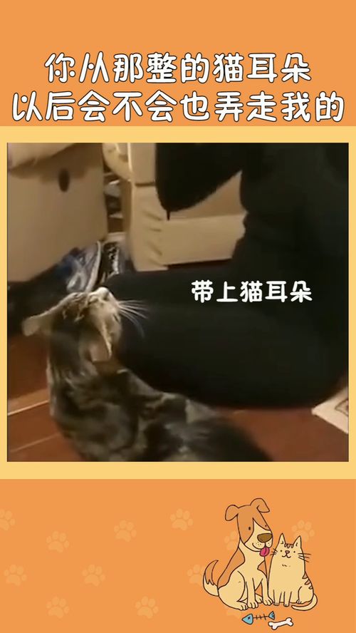 主人带了个猫耳朵发卡,吓得猫咪立马把耳朵收起来 