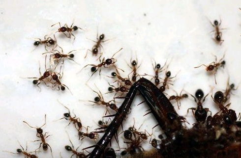 室内蚂蚁怎么能彻底消灭