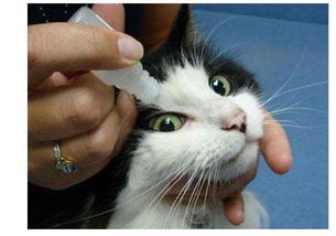 猫鼻支会传染成年猫吗,猫鼻支会不会传染给其他成年猫