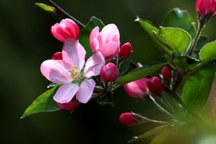 为什么西府海棠冬天开花了？