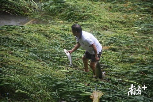 连日暴雨深圳水库泄洪 附近居民冲上前去兴奋捕鱼