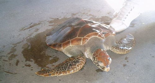 世界上最大的海龟是什么海龟(世界上最大型的海龟)