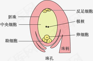 百合胚珠手绘结构图 信息图文欣赏 信息村 K0w0m Com