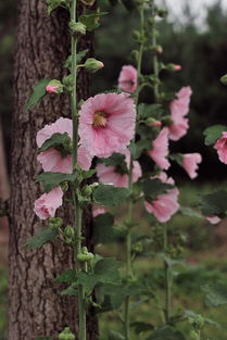 雨中拍花