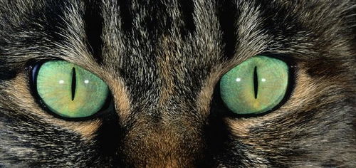 从早晨 中午到夜晚,猫的眼睛为什么都是不一样的