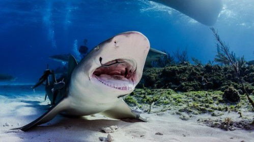 鲨鱼的迷人微笑