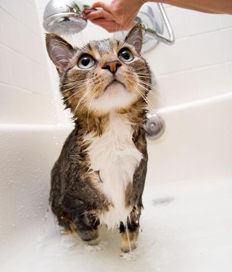 为了不洗澡,猫咪使出 吃奶 的力气,主人 有必要做到这份上吗