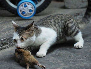 宠物猫不会抓老鼠 其实并不是,它不抓老鼠和铲屎官有很大责任