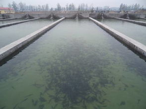 山东临沂现代渔业产业园冷水鱼养殖基地部分建成投产 