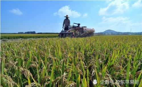 虎年到,农村谚语 五牛耕田 八人分丙 是啥意思 灶头马可信吗