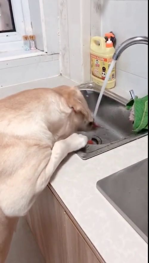 狗子 还是厨房的水好喝呀 