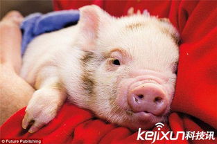 英国科学家称 猪比狗聪明 呼吁不吃猪肉