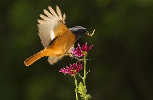 《早起的鸟儿 Early Bird》评测：早起的虫子被鸟吃