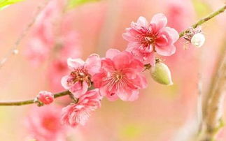 3月下旬,佳偶天成,桃花朵朵开,遇到意中人,通往幸福的星座 