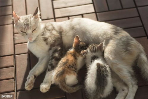 为何猫妈妈会吃掉幼崽 食仔癖 的6个原因,主人要知道