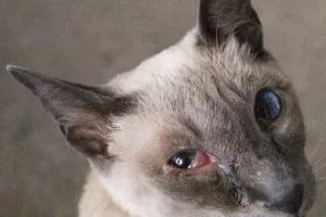 猫咪眼睛突然分泌物变多,结膜炎到底是什么原因引起的