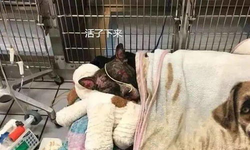 狗狗患病被绑在栏杆上焚烧,幸得好心人帮助最终获救