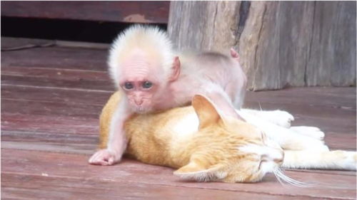 一只正在睡觉的猫被猴子玩坏了,镜头记录全过程 