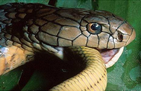 眼镜王蛇的生活习性 