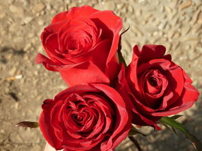 真正的玫瑰花长什么样子,介绍玫瑰花的样子？