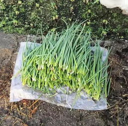 栽小葱正确方法 葱秧子的栽种方法