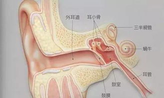 宝宝的耳屎能挖吗 知道真相后,你肯定会后悔