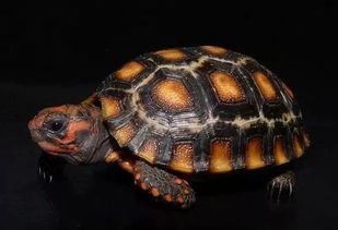 红腿陆龟的饲养 从入门到繁殖 